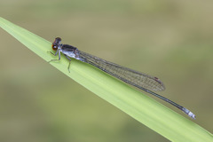 Pseudagrion pruinosum