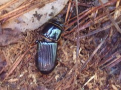 Odontotaenius disjunctus