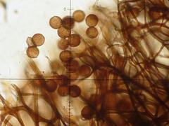 Lamproderma maculatum