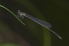 Prodasineura verticalis