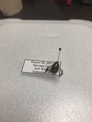 Popillia japonica