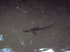 Carcharhinus limbatus