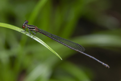 Prodasineura verticalis