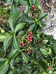 Psychotria tenuifolia