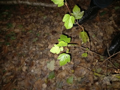 Physocarpus opulifolius