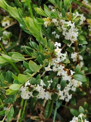Pimelea axiflora alpina