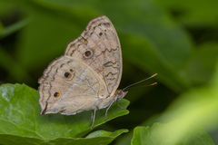 Junonia almana javana