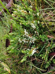 Pimelea axiflora alpina