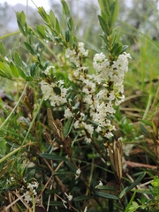 Pimelea axiflora alpina