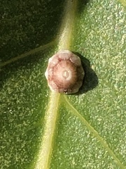 Ceroplastes rusci