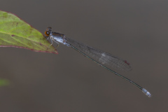 Pseudagrion pruinosum