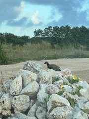 Francolinus francolinus