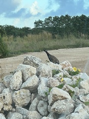 Francolinus francolinus