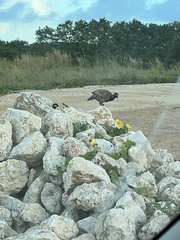 Francolinus francolinus