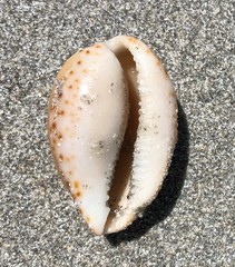 Notocypraea angustata
