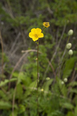 Geum magellanicum
