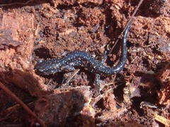 Plethodon chlorobryonis