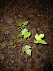 Physocarpus opulifolius