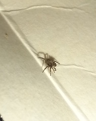 Arachnida