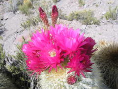 Trichocereus tarijensis