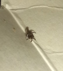 Arachnida