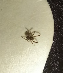 Arachnida