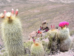 Trichocereus tarijensis