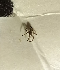 Arachnida