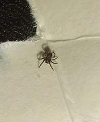 Arachnida