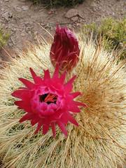 Trichocereus tarijensis