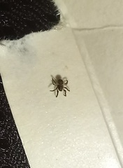 Arachnida