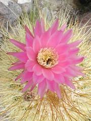 Trichocereus tarijensis