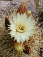 Trichocereus tarijensis