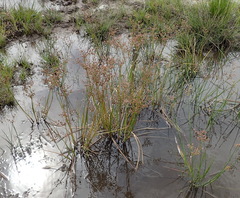 Juncus oxycarpus