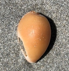Notocypraea angustata