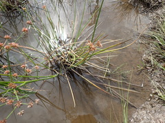 Juncus oxycarpus