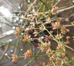 Juncus oxycarpus
