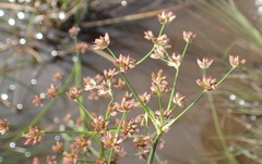 Juncus oxycarpus