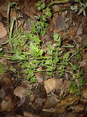Anthriscus sylvestris