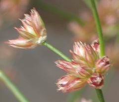 Juncus oxycarpus