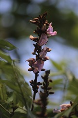 Millettia versicolor