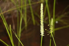 Cycnogeton multifructum