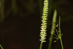 Cycnogeton multifructum