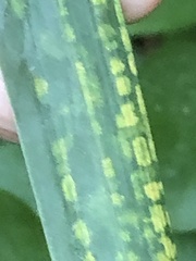 Stigmaeopsis celarius