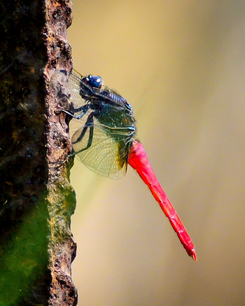 Common Red Skimmer