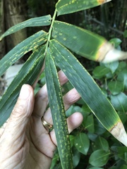 Stigmaeopsis celarius