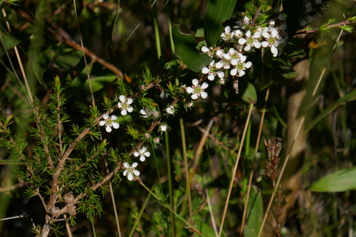 Image of Prickly Tea Tree (Leptospermum juniperinum) by (c) Gary Williams, some rights reserved (CC BY-SA)