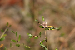 Pultenaea myrtoides