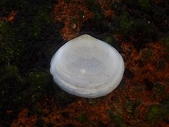 Pseudarcopagia botanica