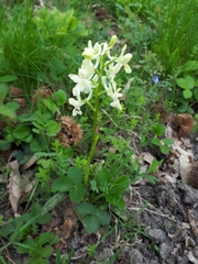 Orchis provincialis